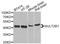 Sulfotransferase family cytosolic 2B member 1 antibody, A7736, ABclonal Technology, Western Blot image 