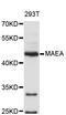 Macrophage Erythroblast Attacher antibody, STJ26654, St John