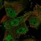 ELAV Like RNA Binding Protein 4 antibody, HPA043047, Atlas Antibodies, Immunocytochemistry image 