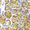 CRAF1 antibody, LS-C332360, Lifespan Biosciences, Immunohistochemistry paraffin image 