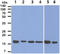 Prdx6 antibody, GTX57635, GeneTex, Western Blot image 