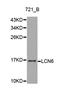 Lipocalin 6 antibody, LS-C331345, Lifespan Biosciences, Western Blot image 