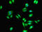 Cysteinyl Leukotriene Receptor 1 antibody, orb23495, Biorbyt, Immunofluorescence image 