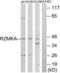 Ribosomal Modification Protein RimK Like Family Member A antibody, LS-C120339, Lifespan Biosciences, Western Blot image 
