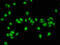Acyl-CoA Dehydrogenase Family Member 11 antibody, LS-C672966, Lifespan Biosciences, Immunofluorescence image 
