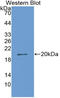 Atrial natriuretic peptide-converting enzyme antibody, LS-C293531, Lifespan Biosciences, Western Blot image 