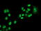 Lysyl Oxidase antibody, TA500863, Origene, Immunofluorescence image 