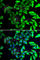 Visinin-like protein 1 antibody, A6999, ABclonal Technology, Immunofluorescence image 