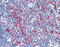 Lymphocyte-specific protein 1 antibody, 51-012, ProSci, Immunohistochemistry frozen image 