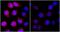 DNA damage-inducible transcript 4 protein antibody, IHC-00542, Bethyl Labs, Immunohistochemistry paraffin image 