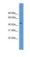 Family With Sequence Similarity 53 Member A antibody, orb325693, Biorbyt, Western Blot image 