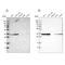 Pyrophosphatase (Inorganic) 1 antibody, NBP1-87787, Novus Biologicals, Western Blot image 