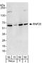 Ring Finger Protein 25 antibody, A303-844A, Bethyl Labs, Western Blot image 