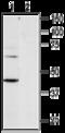 Pyrimidinergic Receptor P2Y6 antibody, GTX16829, GeneTex, Western Blot image 