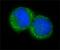 Centrin 1 antibody, PA1-25039, Invitrogen Antibodies, Immunofluorescence image 