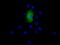 Epoxide hydrolase 2 antibody, M01999, Boster Biological Technology, Immunofluorescence image 