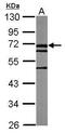 TRIO And F-Actin Binding Protein antibody, PA5-29092, Invitrogen Antibodies, Western Blot image 