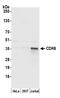Cyclin Dependent Kinase 6 antibody, A304-937A, Bethyl Labs, Western Blot image 