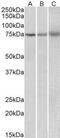 Kelch Like Family Member 6 antibody, MBS421641, MyBioSource, Western Blot image 