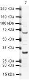 S-Phase Kinase Associated Protein 1 antibody, PA5-19442, Invitrogen Antibodies, Western Blot image 
