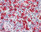 Heme Oxygenase 1 antibody, ADI-SPA-894-F, Enzo Life Sciences, Immunohistochemistry frozen image 
