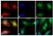 Rabbit IgG antibody, A-11009, Invitrogen Antibodies, Immunofluorescence image 
