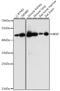 Integrin Binding Sialoprotein antibody, 16-500, ProSci, Western Blot image 