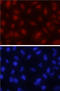 Inhibitor Of DNA Binding 2 antibody, AF4660, R&D Systems, Immunocytochemistry image 