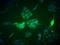 Von Hippel-Lindau disease tumor suppressor antibody, H00007428-D01P, Novus Biologicals, Immunofluorescence image 