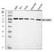 Mitochondrial Rho GTPase 1 antibody, A05928-1, Boster Biological Technology, Western Blot image 