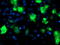 Ubiquitin-like-conjugating enzyme ATG3 antibody, LS-C173096, Lifespan Biosciences, Immunofluorescence image 