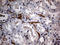 Junction Plakoglobin antibody, TA812395S, Origene, Immunohistochemistry frozen image 