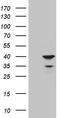 APOL1 antibody, CF812045, Origene, Western Blot image 