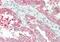 Heparin Binding EGF Like Growth Factor antibody, ARP45201_P050, Aviva Systems Biology, Immunohistochemistry frozen image 