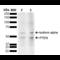 Phosphatidylinositol-3,4,5-trisphosphate 3-phosphatase and dual-specificity protein phosphatase PTEN antibody, SPC-788D-A390, StressMarq, Western Blot image 