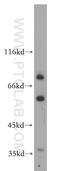 SH3KBP1 Binding Protein 1 antibody, 12703-1-AP, Proteintech Group, Western Blot image 