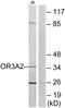 Olfactory Receptor Family 3 Subfamily A Member 2 antibody, A15019, Boster Biological Technology, Western Blot image 