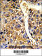 Elongation factor Tu, mitochondrial antibody, 61-596, ProSci, Immunohistochemistry paraffin image 