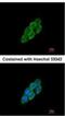 Latent Transforming Growth Factor Beta Binding Protein 4 antibody, NBP2-43671, Novus Biologicals, Immunocytochemistry image 