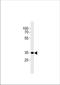 Cannabinoid Receptor 2 antibody, TA324364, Origene, Western Blot image 