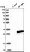 EF-Hand Calcium Binding Domain 1 antibody, HPA023527, Atlas Antibodies, Western Blot image 