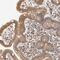 Carbohydrate sulfotransferase 7 antibody, NBP1-91248, Novus Biologicals, Immunohistochemistry frozen image 