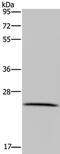 Leucine Rich Repeat Containing 57 antibody, PA5-50443, Invitrogen Antibodies, Western Blot image 