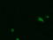 Phosphogluconate Dehydrogenase antibody, LS-B10501, Lifespan Biosciences, Immunofluorescence image 