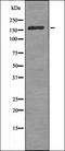 Rho GTPase Activating Protein 31 antibody, orb335920, Biorbyt, Western Blot image 