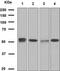 Early Growth Response 2 antibody, ab108399, Abcam, Western Blot image 