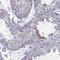 Phosphoglycerate kinase 2 antibody, HPA073656, Atlas Antibodies, Immunohistochemistry frozen image 