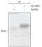 SRY-Box 17 antibody, AF1924, R&D Systems, Chromatin Immunoprecipitation image 