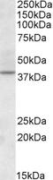 Cyclin Dependent Kinase 10 antibody, EB09252, Everest Biotech, Western Blot image 