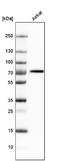 Butyrophilin Subfamily 3 Member A3 antibody, NBP1-88509, Novus Biologicals, Western Blot image 